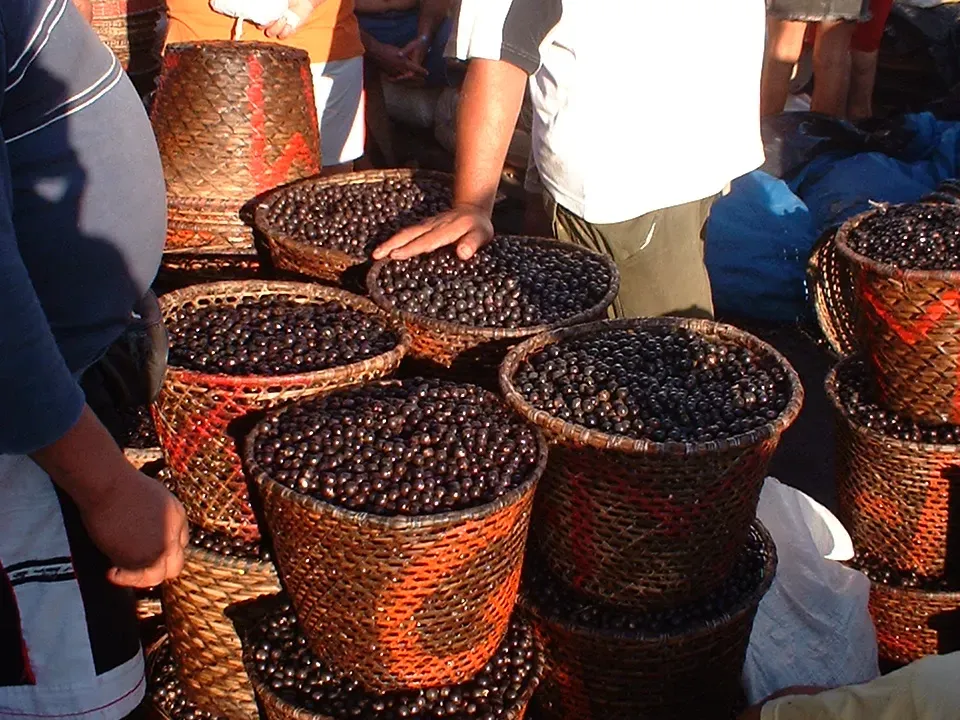Açaí-Beeren werden auf einem Markt in Belém angeboten.